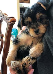 YORKIE TERRIER PUPPIES NEED LOVING HOMES