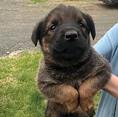 READY NOW! BELGIAN MALINOIS/ ROTTWEILER PUPPIES