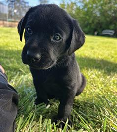 BLACK LABRADOR PUPPIES