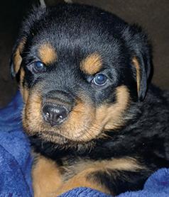 AKC ROTTWEILER PUPPIES FROM SERBIAN IMPORT BLOODLINES