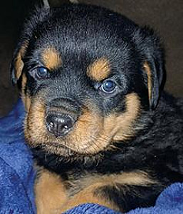 AKC ROTTWEILER PUPPIES FROM SERBIAN IMPORT BLOODLINES