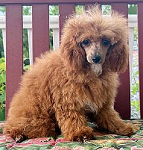 GORGEOUS MINIATURE FEMALE POODLE