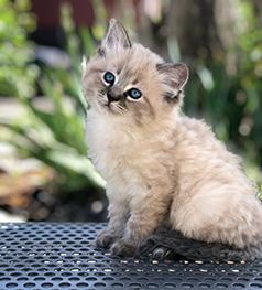 RAGDOLL KITTENS