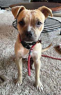 BOSTON TERRIER/ LABRADOR RETRIEVER PUPPY
