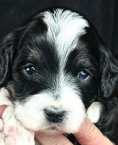 MICRO/ MINI BERNEDOODLE PUPPIES