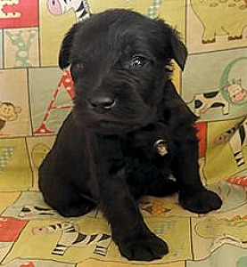 AKC MINI SCHNAUZER PUPPIES