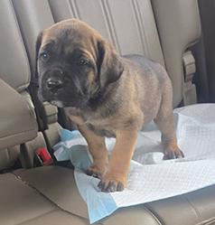 AKC REG. CANE CORSO PUPPIES