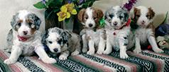 MINIATURE AUSSIEDOODLE PUPPIES