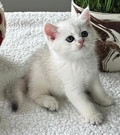 BRITISH KITTENS AND MALE CAT