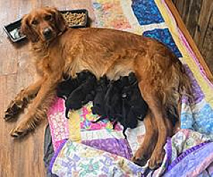 MOSTLY BLACK GOLDEN MOUNTAIN PUPPIES