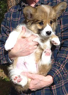 AKC CORGI PUPPIES 
