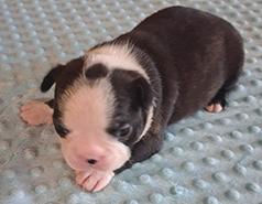 BOSTON TERRIER PUPPIES