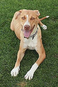 ADORABLE FEMALE LAB MIX