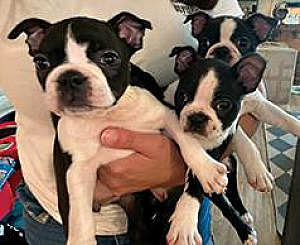 BOSTON TERRIER PUPPIES