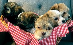 HAVANESE & SHIH TZU PUPPIES