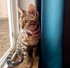 PUREBRED HYPOALLERGENIC BENGAL KITTEN