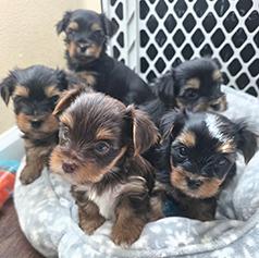  YORKSHIRE PUPPIES
