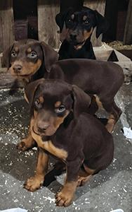 DOBERMAN PUPPIES AVAILABLE NOW!