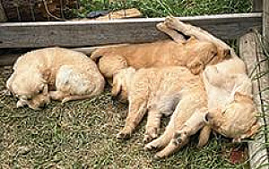 PUREBRED GOLDEN RETRIEVER PUPPIES
