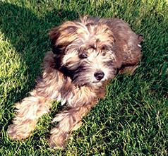 YORKIE CAIRN MALE MIX PUPPY