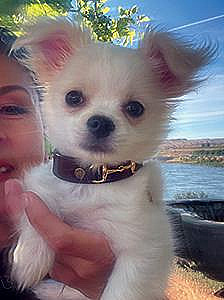 LONG HAIRED APPLE HEAD MALE CHIHUAHUA