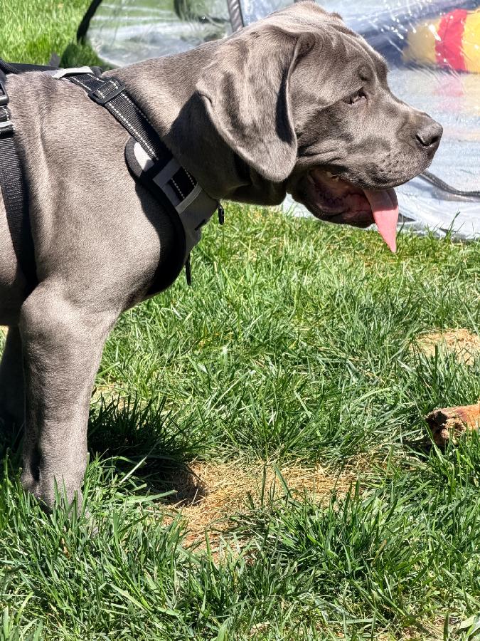 CANE CORSO PUPPIES