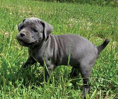 AKC REG. CANE CORSO PUPPIES