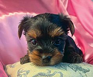 YORKIE PUPPIES, DANGEROUSLY CUTE!