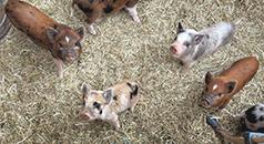 MINI PIGS READY TO GO ALL COLORS!