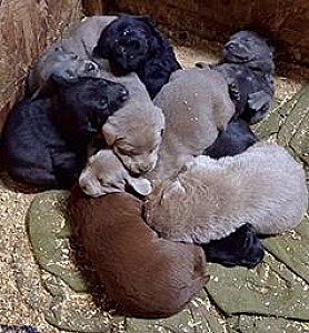 NINE LAB PUPPIES