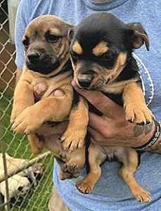DACHSHUND PUPPIES