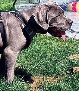 CANE CORSO PUPPIES