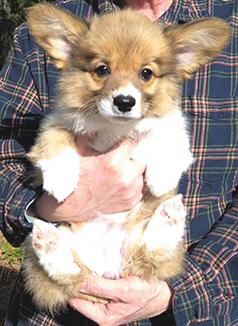 AKC CORGI MALE PUPPY