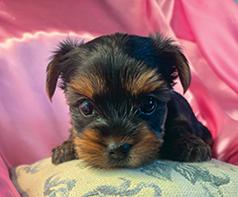 YORKIE PUPPIES, DANGEROUSLY CUTE!