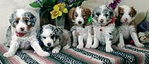 MINIATURE AUSSIEDOODLE PUPPIES