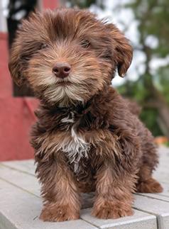 BEAUTIFUL YORKIE MIX PUPPIES