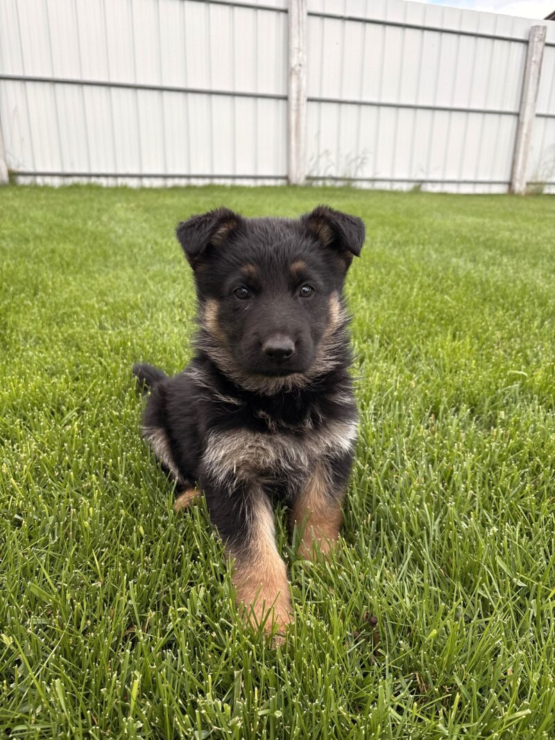 PUREBRED GERMAN SHEPHERD PUPPIES