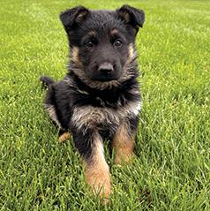 BEAUTIFUL PUREBRED GERMAN SHEPHERD PUPPIES