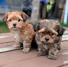 TOY SHORKIE PUPPIES