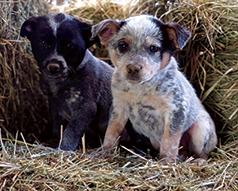HEELER PUPPIES