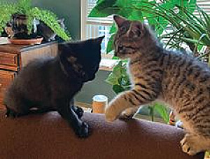 HEALTHY, FUN & ADORABLE KITTENS