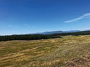 PRIVATE 45 ACRES WITH WELL & POWER, FINANCING!