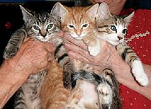 SWEET, ADORABLE, PLAYFUL KITTENS