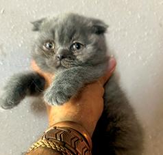 ADORABLE SCOTTISH FOLDED & STRAIGHT EAR KITTENS