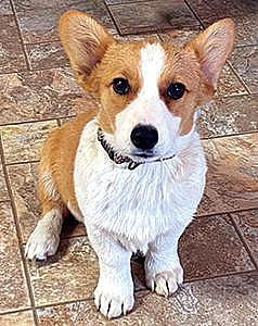 AKC CORGI PUPPIES