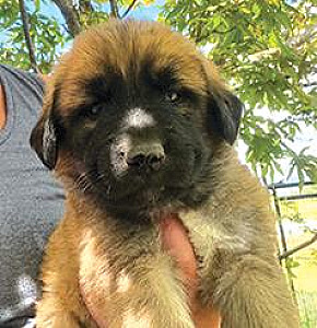 FARM DOG PUPPIES