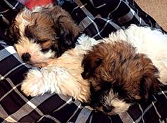 HAVAPOO PUPPIES