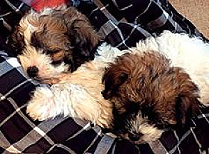 HAVAPOO PUPPIES