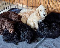 F1 LABRADOODLE PUPPIES
