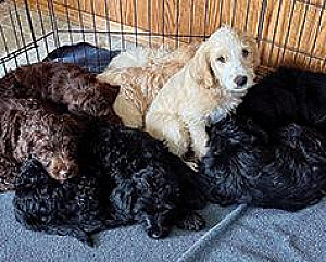 F1 LABRADOODLE PUPPIES